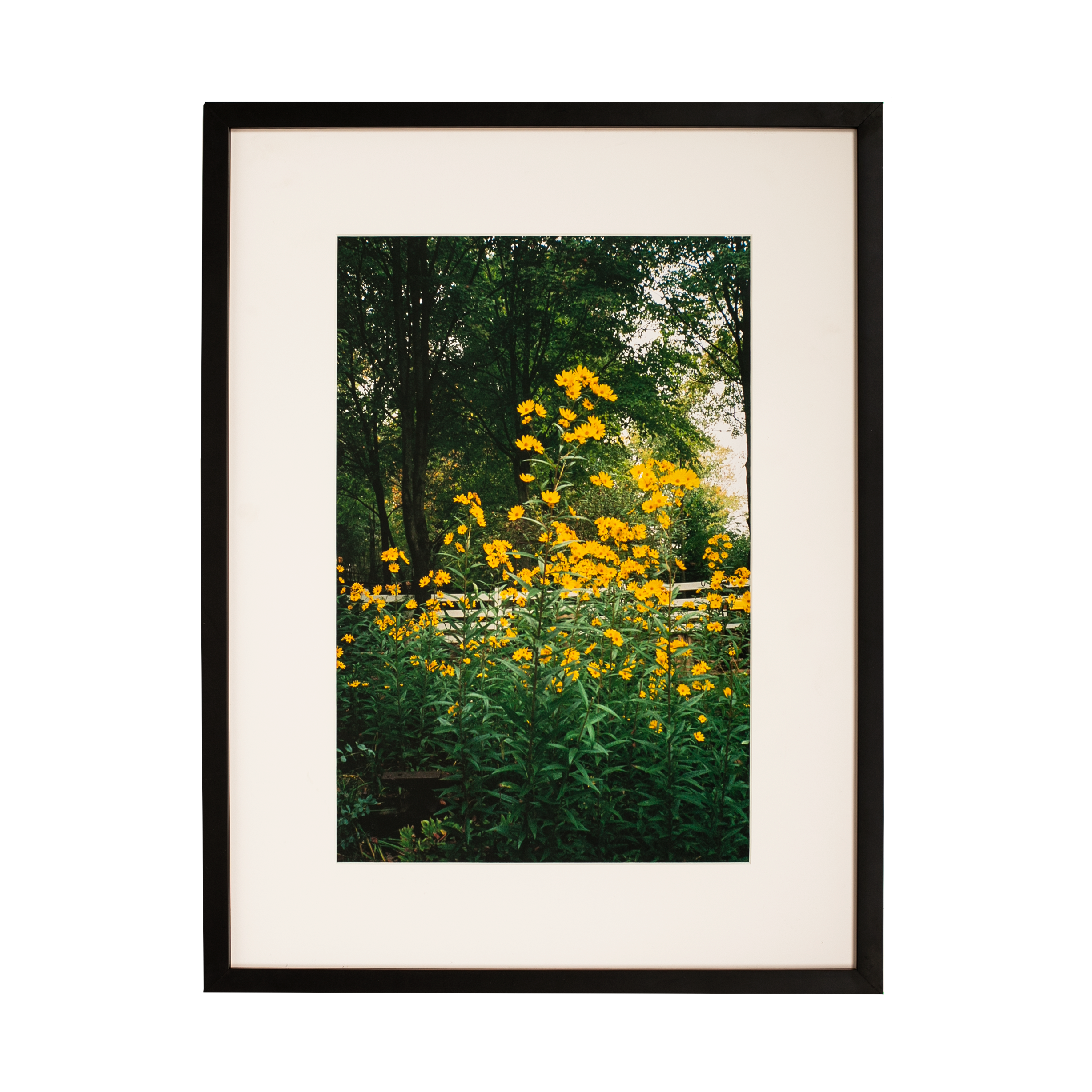 Kevin Morby | Butterfly Garden - Framed Photo