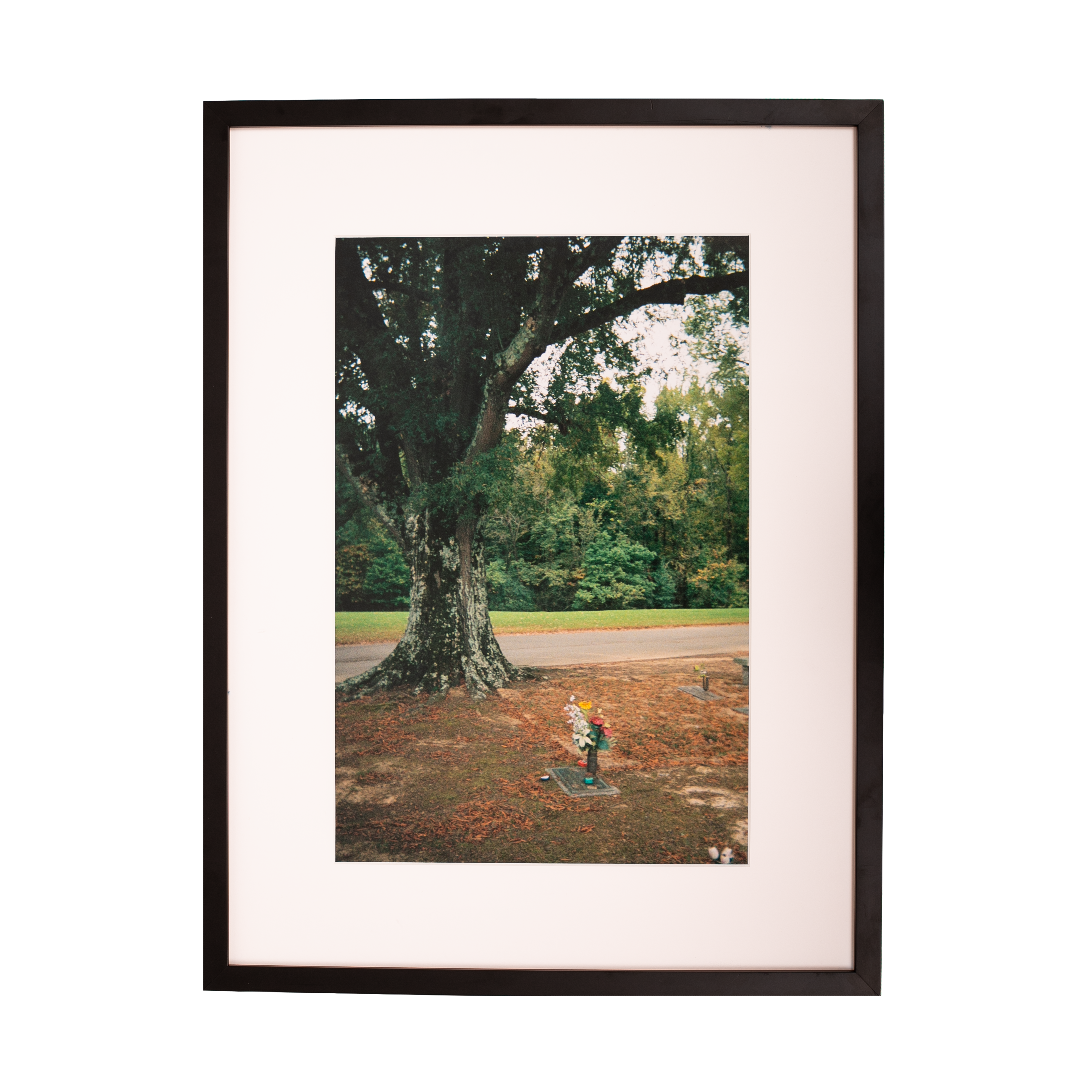 Kevin Morby | Chris Bell Grave and Tree - Framed Photo