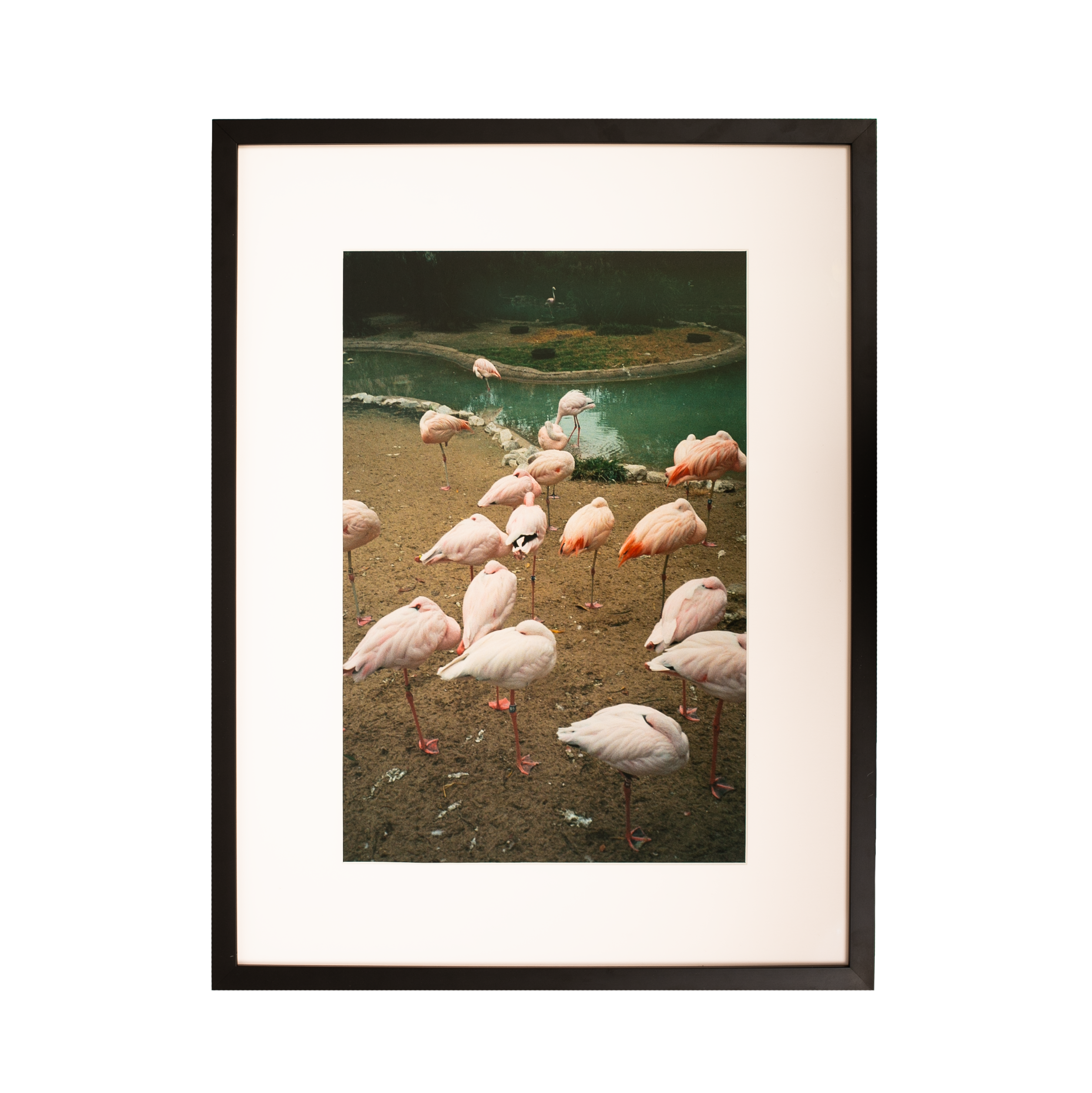 Kevin Morby | Flamingos, Memphis Zoo - Vertical - Framed Photo