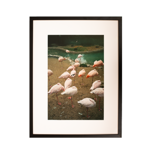 Kevin Morby | Flamingos, Memphis Zoo - Vertical - Framed Photo