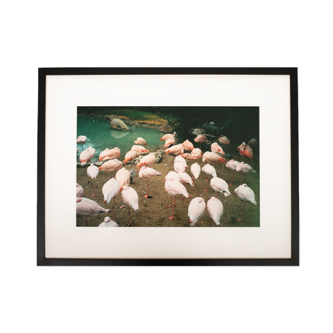 Kevin Morby | Flamingos, Memphis Zoo - Horizontal - Framed Photo